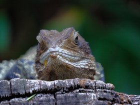 2023-01-11 water dragon close up bis.jpg